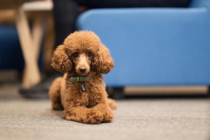 Job ad argument image